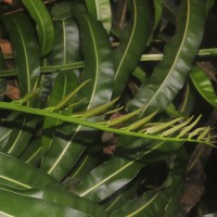 Acrostichum aureum  L.