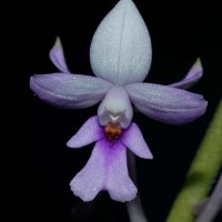 Calanthe masuca (D.Don) Lindl.