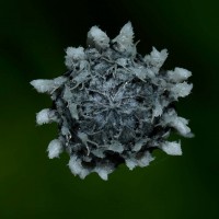 Eriocaulon ceylanicum Körn.