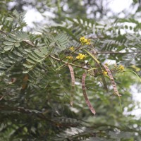 Senna siamea (Lam.) H.S.Irwin & Barneby