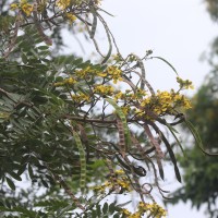 Senna siamea (Lam.) H.S.Irwin & Barneby