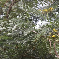 Senna siamea (Lam.) H.S.Irwin & Barneby