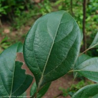 Camphora officinarum Boerh. ex Fabr.