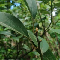 Camphora officinarum Boerh. ex Fabr.