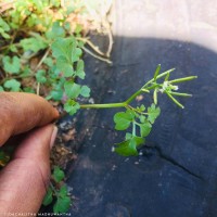 Cardamine hirsuta L.