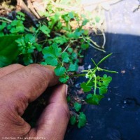Cardamine hirsuta L.