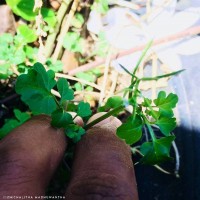 Cardamine hirsuta L.