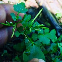 Cardamine hirsuta L.