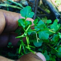 Cardamine hirsuta L.