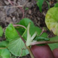 Centella asiatica (L.) Urb.