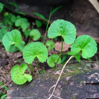 Centella asiatica (L.) Urb.
