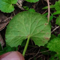 Centella asiatica (L.) Urb.
