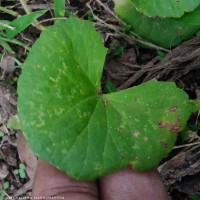 Centella asiatica (L.) Urb.