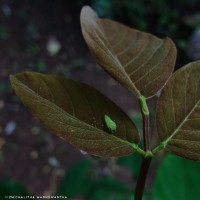 Dendrolobium umbellatum (L.) Benth.