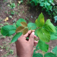 Dendrolobium umbellatum (L.) Benth.