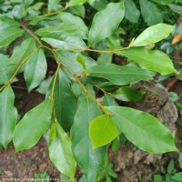Magnolia figo (Lour.) DC.