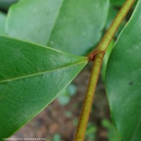 Magnolia figo (Lour.) DC.