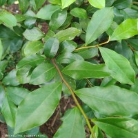 Magnolia figo (Lour.) DC.