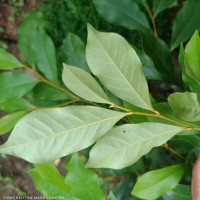 Magnolia figo (Lour.) DC.