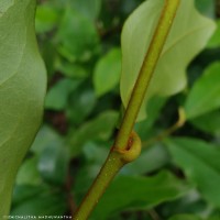 Magnolia figo (Lour.) DC.