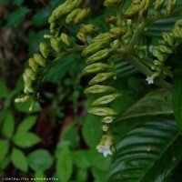 Ophiorrhiza mungos L.