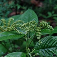 Ophiorrhiza mungos L.