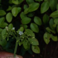 Ophiorrhiza mungos L.