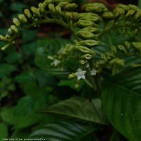 Ophiorrhiza mungos L.