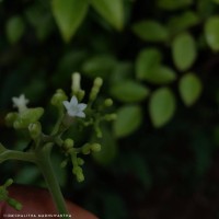 Ophiorrhiza mungos L.
