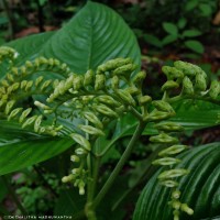 Ophiorrhiza mungos L.