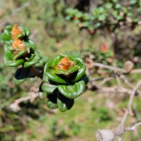 Osbeckia lanata Alston
