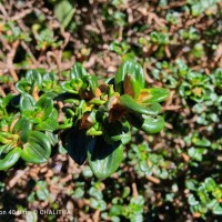 Osbeckia lanata Alston