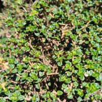 Osbeckia lanata Alston