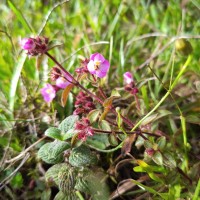 Osbeckia parvifolia Arn.
