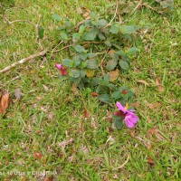 Osbeckia parvifolia Arn.
