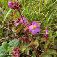Osbeckia parvifolia Arn.