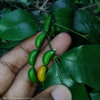 Petchia ceylanica (Wight) Livera