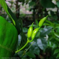 Petchia ceylanica (Wight) Livera