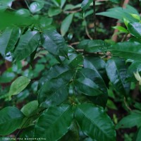 Petchia ceylanica (Wight) Livera