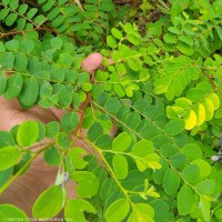 Phyllanthus retusus Dennst.