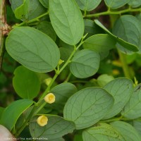 Phyllanthus retusus Dennst.