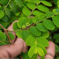 Phyllanthus retusus Dennst.