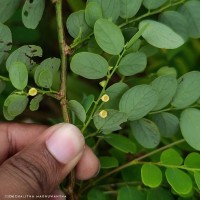 Phyllanthus retusus Dennst.