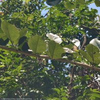 Pterocarpus santalinus L.f.
