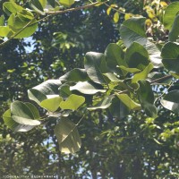Pterocarpus santalinus L.f.