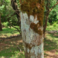 Pterocarpus santalinus L.f.