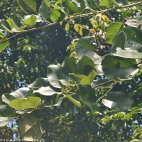 Pterocarpus santalinus L.f.
