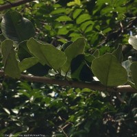 Pterocarpus santalinus L.f.