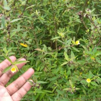 Sida rhombifolia L.