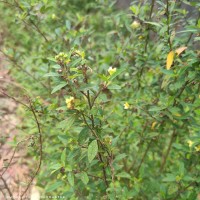 Sida rhombifolia L.
